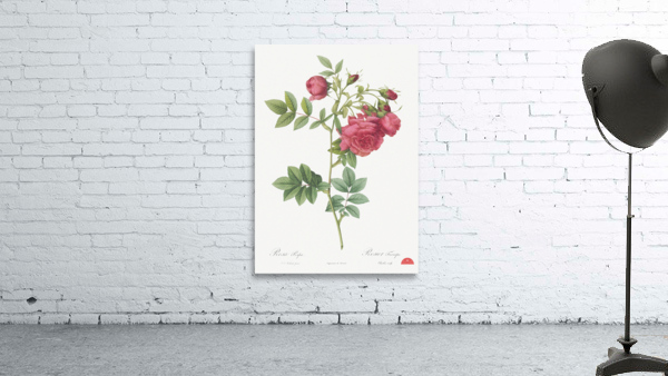 Yellow sweetbriar rose Wall Preview