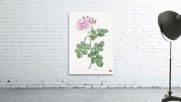 White climbing rose Wall Preview