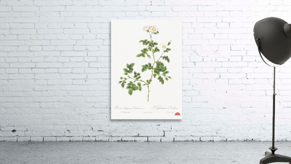 White sweetbriar rose Wall Preview