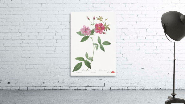 Blooming hudson rose Wall Preview