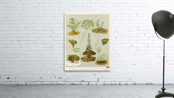 Sarah Featon 017 Wall Preview