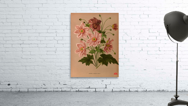 Album van Eeden : Haarlems flora : 1872-1881 Wall Preview