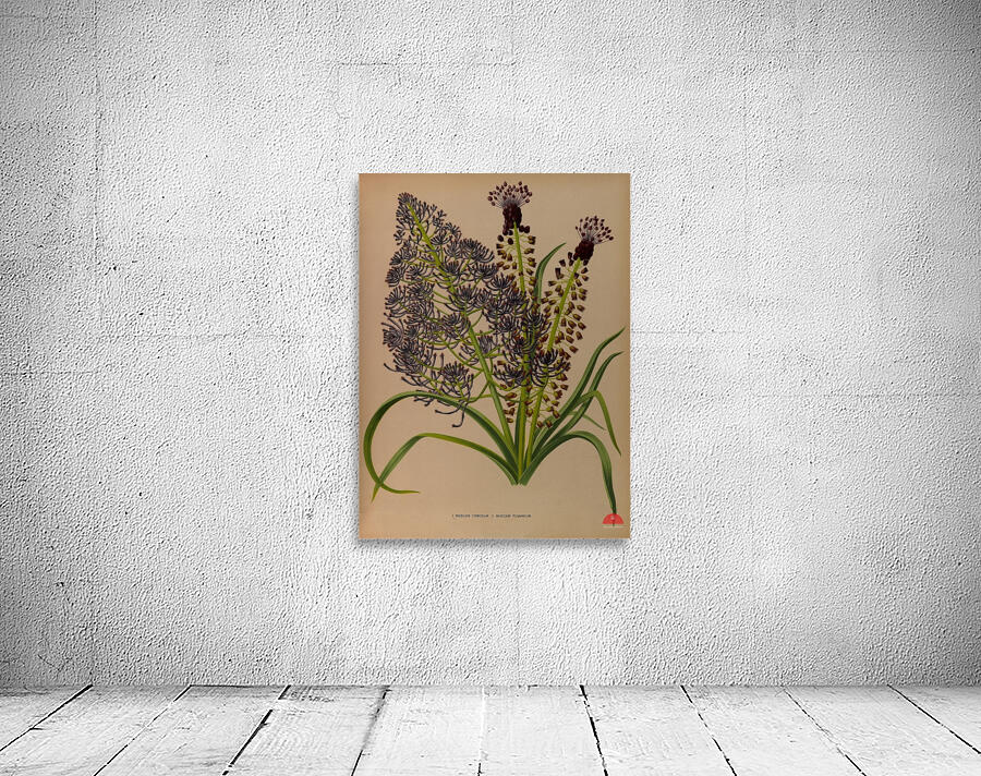 Album van Eeden : Haarlems flora : 1872-1881 Wall Preview