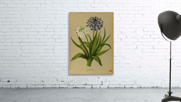 Album van Eeden : Haarlems flora : 1872-1881 Wall Preview