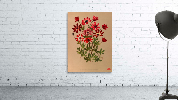 Album van Eeden : Haarlems flora : 1872-1881 Wall Preview