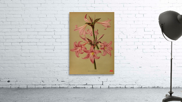 Album van Eeden : Haarlems flora : 1872-1881 Wall Preview