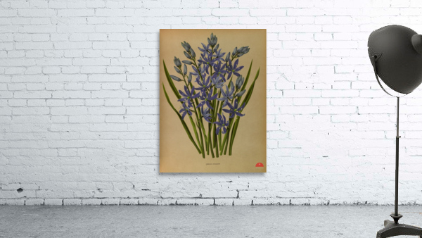 Album van Eeden : Haarlems flora : 1872-1881 Wall Preview