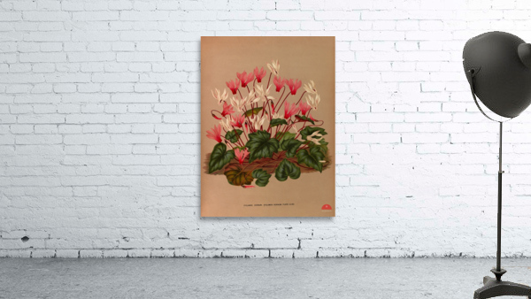 Album van Eeden : Haarlems flora : 1872-1881 Wall Preview