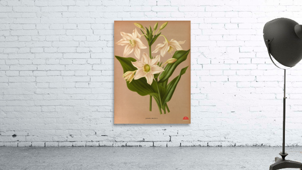 Album van Eeden : Haarlems flora : 1872-1881 Wall Preview