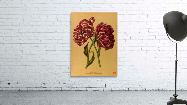 Album van Eeden : Haarlems flora : 1872-1881 Wall Preview