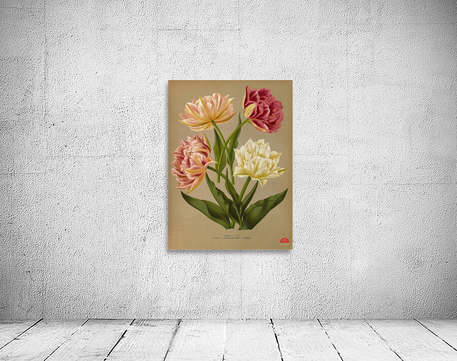 Album van Eeden : Haarlems flora : 1872-1881 Wall Preview