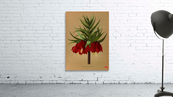 Album van Eeden : Haarlems flora : 1872-1881 Wall Preview