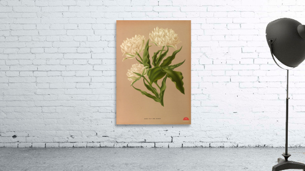 Album van Eeden : Haarlems flora : 1872-1881 Wall Preview