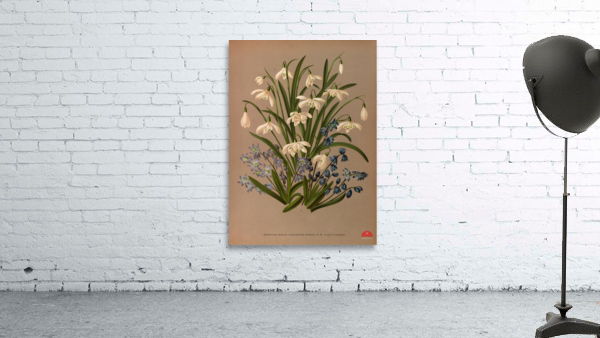 Album van Eeden : Haarlems flora : 1872-1881 Wall Preview