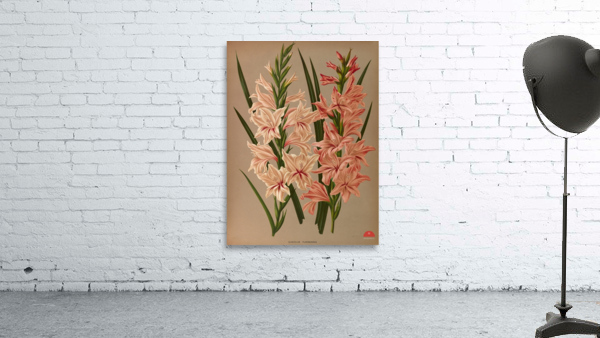 Album van Eeden : Haarlems flora : 1872-1881 Wall Preview