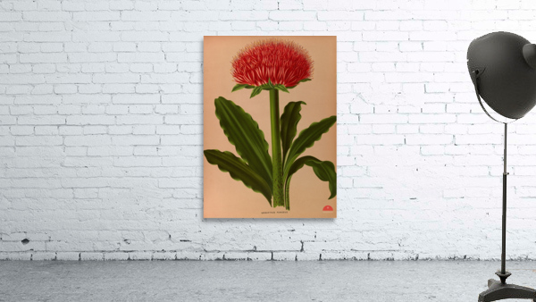 Album van Eeden : Haarlems flora : 1872-1881 Wall Preview