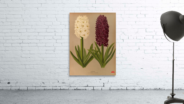 Album van Eeden : Haarlems flora : 1872-1881 Wall Preview