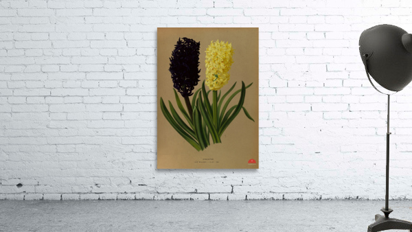 Album van Eeden : Haarlems flora : 1872-1881 Wall Preview