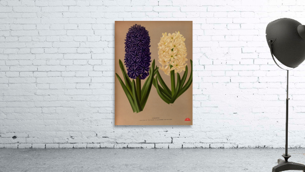 Album van Eeden : Haarlems flora : 1872-1881 Wall Preview