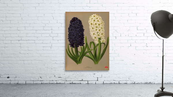 Album van Eeden : Haarlems flora : 1872-1881 Wall Preview