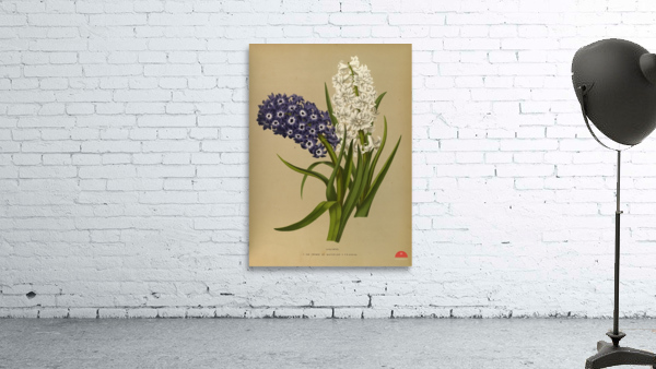 Album van Eeden : Haarlems flora : 1872-1881 Wall Preview