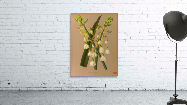 Album van Eeden : Haarlems flora : 1872-1881 Wall Preview