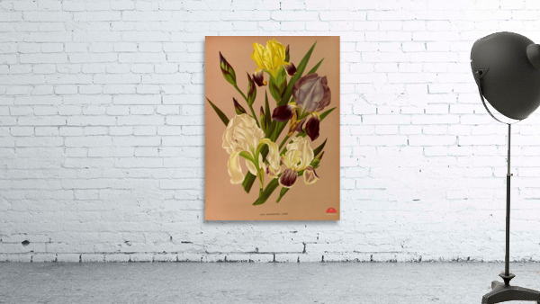 Album van Eeden : Haarlems flora : 1872-1881 Wall Preview