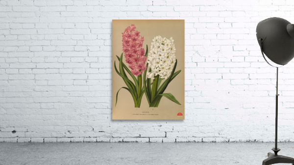 Album van Eeden : Haarlems flora : 1872-1881 Wall Preview