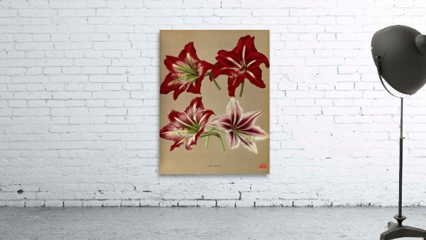 Album van Eeden : Haarlems flora : 1872-1881 Wall Preview