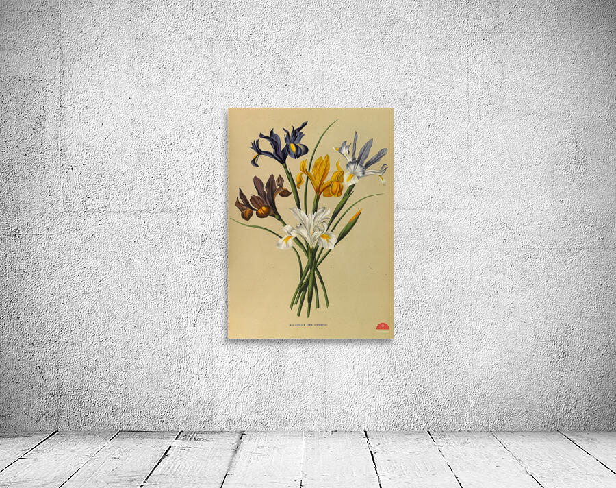 Album van Eeden : Haarlems flora : 1872-1881 Wall Preview