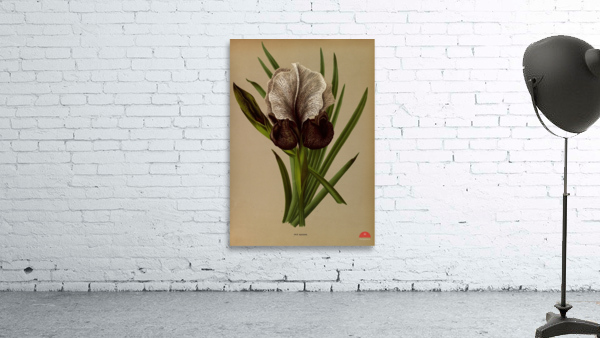 Album van Eeden : Haarlems flora : 1872-1881 Wall Preview