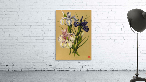 Album van Eeden : Haarlems flora : 1872-1881 Wall Preview