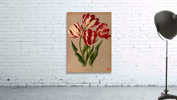 Album van Eeden : Haarlems flora : 1872-1881 Wall Preview