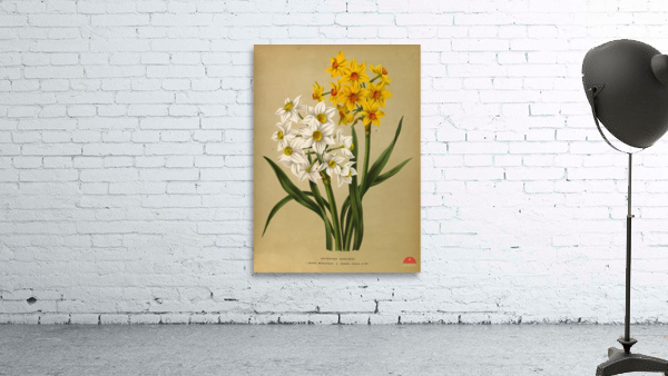 Album van Eeden : Haarlems flora : 1872-1881 Wall Preview