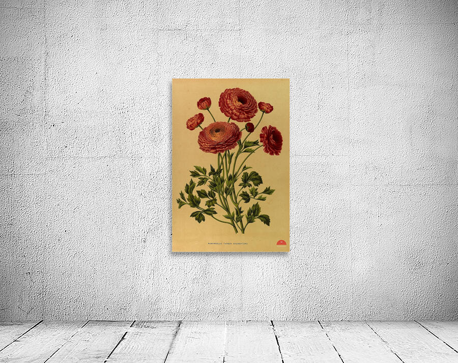 Album van Eeden : Haarlems flora : 1872-1881 Wall Preview