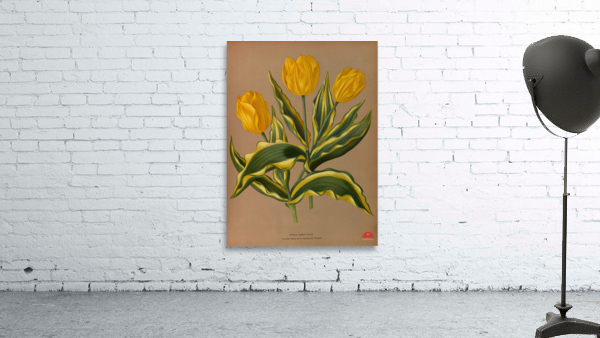 Album van Eeden : Haarlems flora : 1872-1881 Wall Preview