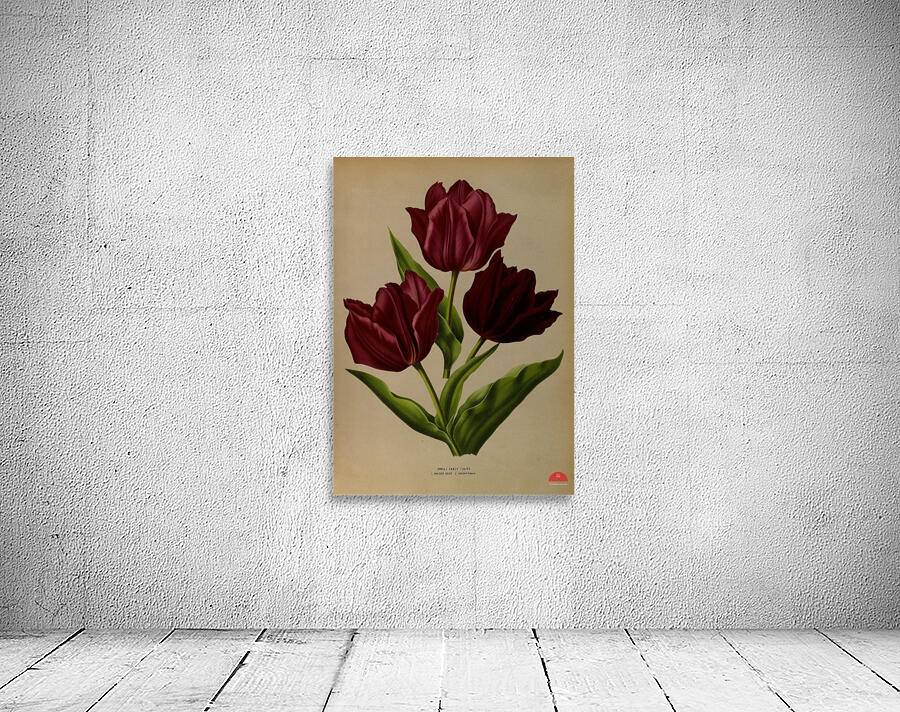 Album van Eeden : Haarlems flora : 1872-1881 Wall Preview