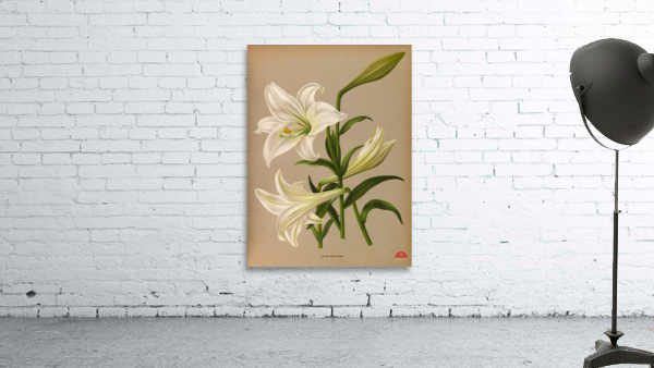 Album van Eeden : Haarlems flora : 1872-1881 Wall Preview