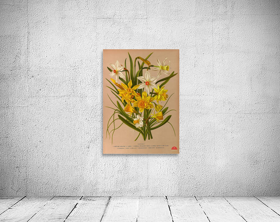 Album van Eeden : Haarlems flora : 1872-1881 Wall Preview