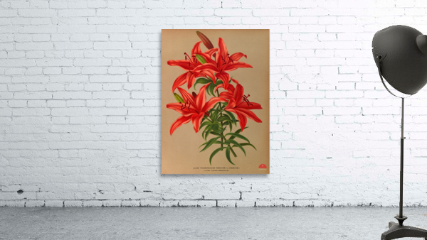 Album van Eeden : Haarlems flora : 1872-1881 Wall Preview