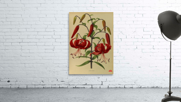 Album van Eeden : Haarlems flora : 1872-1881 Wall Preview