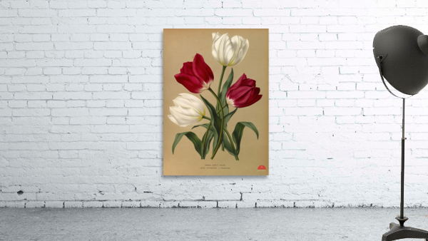 Album van Eeden : Haarlems flora : 1872-1881 Wall Preview