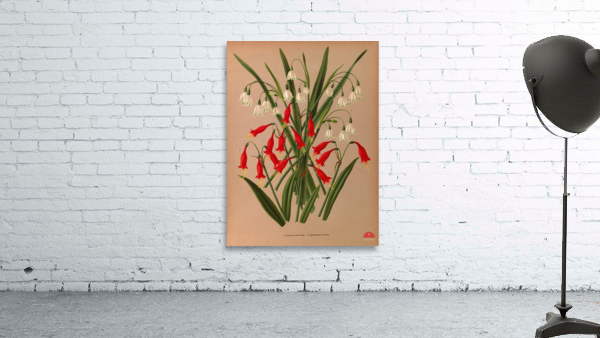 Album van Eeden : Haarlems flora : 1872-1881 Wall Preview