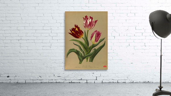 Album van Eeden : Haarlems flora : 1872-1881 Wall Preview