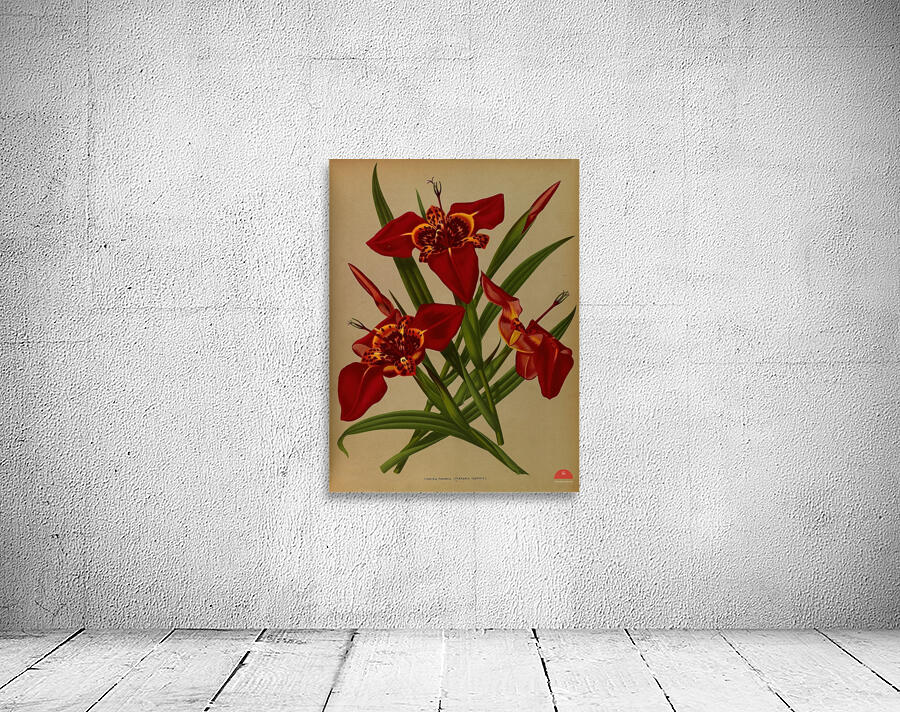 Album van Eeden : Haarlems flora : 1872-1881 Wall Preview