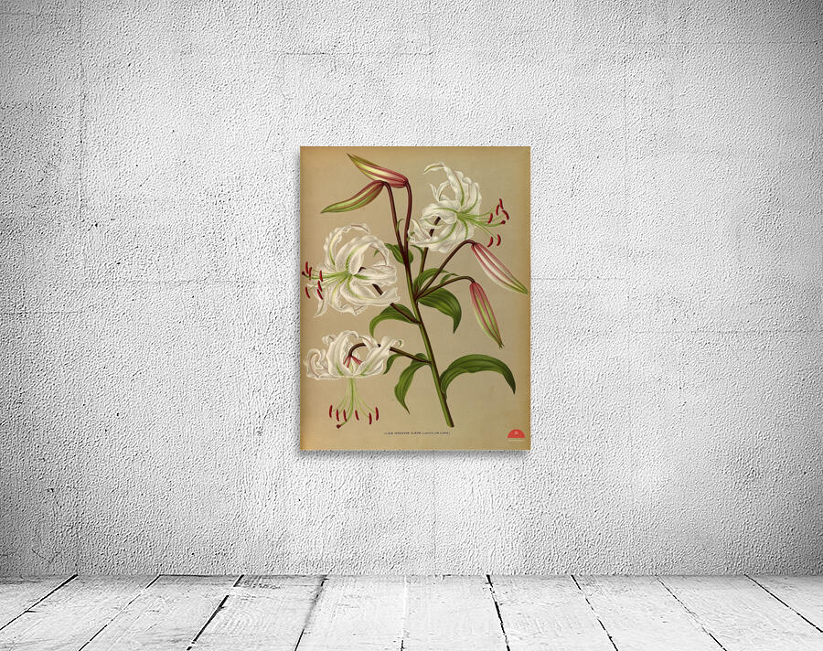 Album van Eeden : Haarlems flora : 1872-1881 Wall Preview