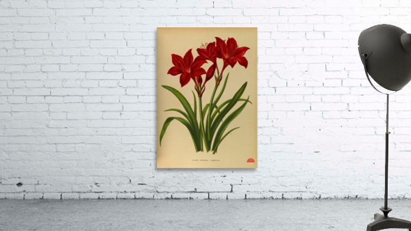 Album van Eeden : Haarlems flora : 1872-1881 Wall Preview