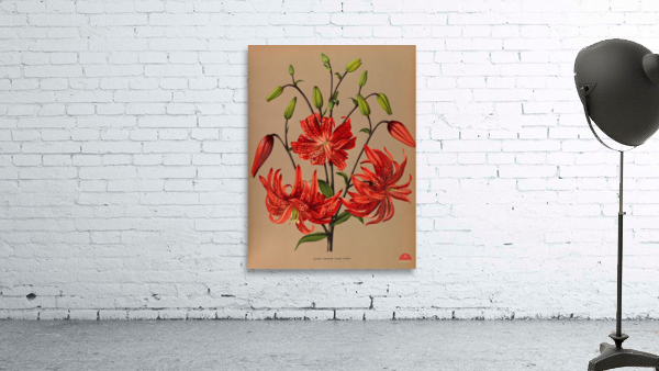 Album van Eeden : Haarlems flora : 1872-1881 Wall Preview