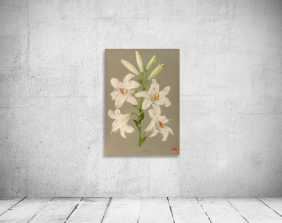 Album van Eeden : Haarlems flora : 1872-1881 Wall Preview