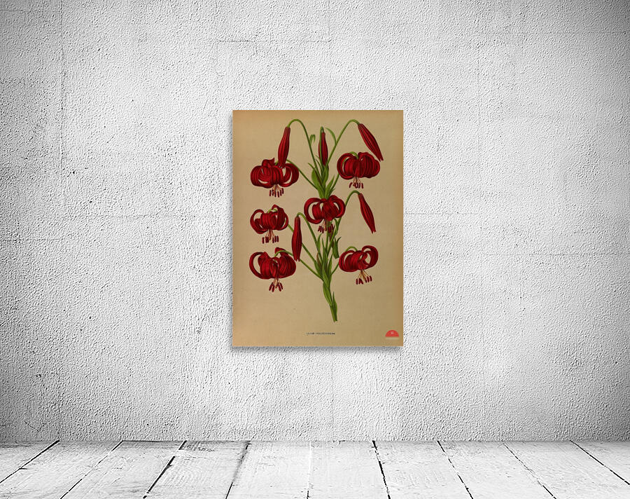 Album van Eeden : Haarlems flora : 1872-1881 Wall Preview